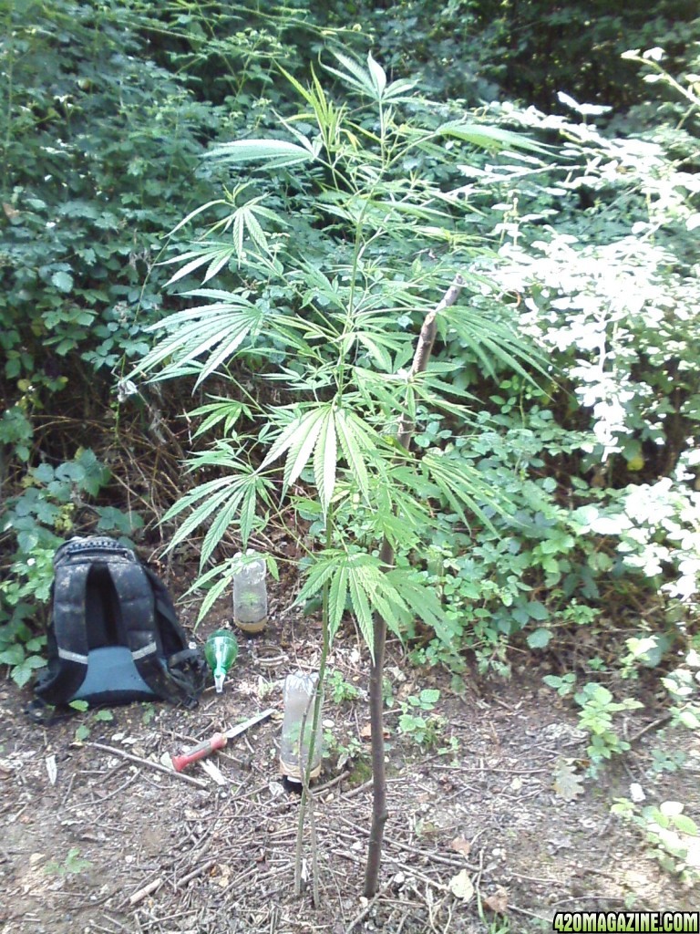 outdoor / guerilla / late veg