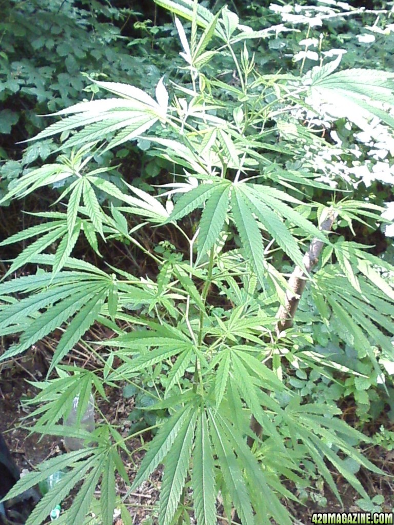 outdoor / guerilla / late veg