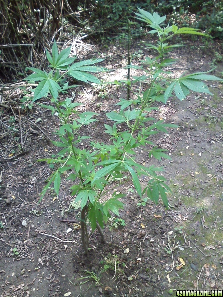 outdoor / guerilla / late veg