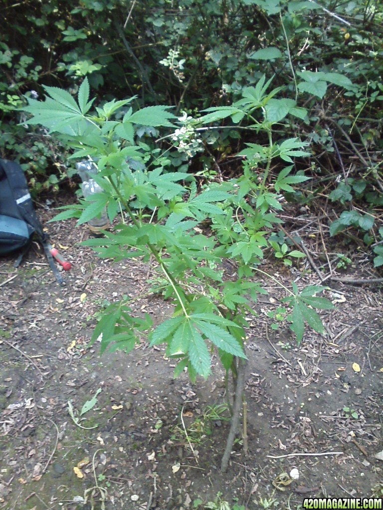 outdoor / guerilla / late veg