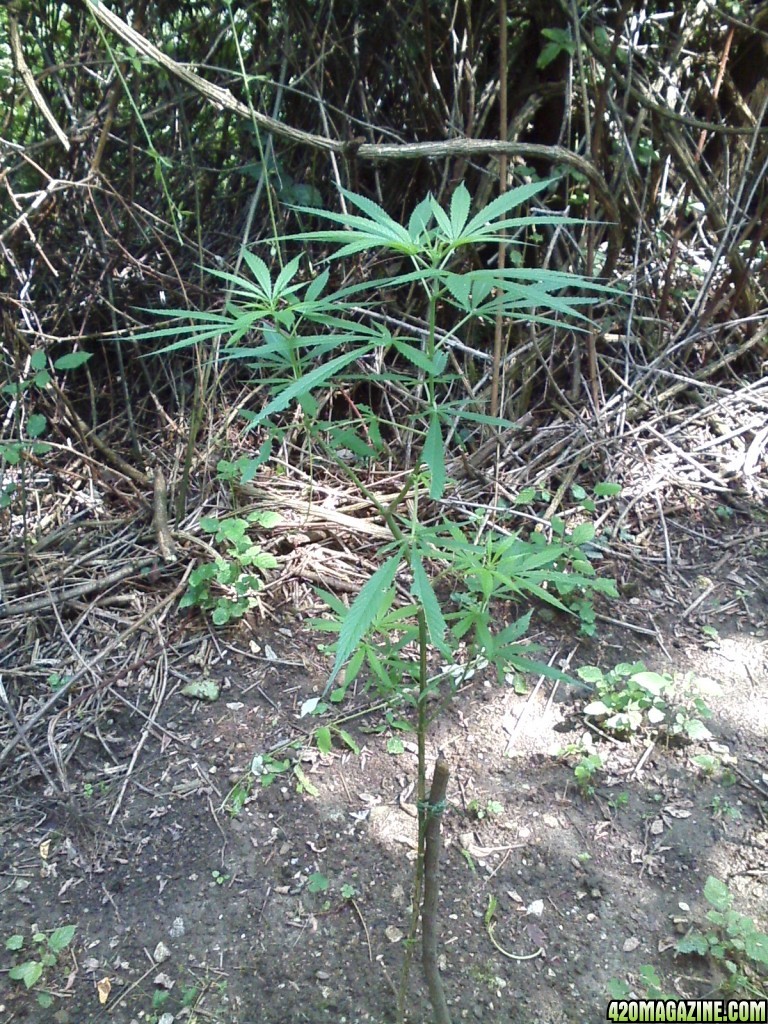 outdoor / guerilla / late veg