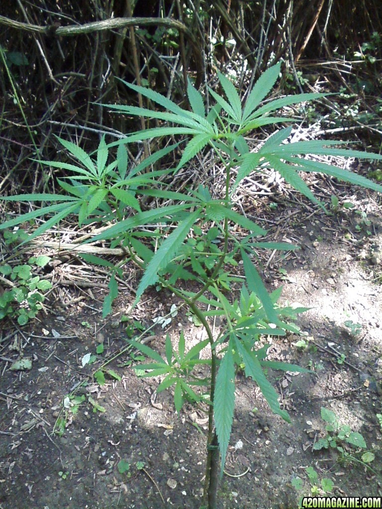 outdoor / guerilla / late veg