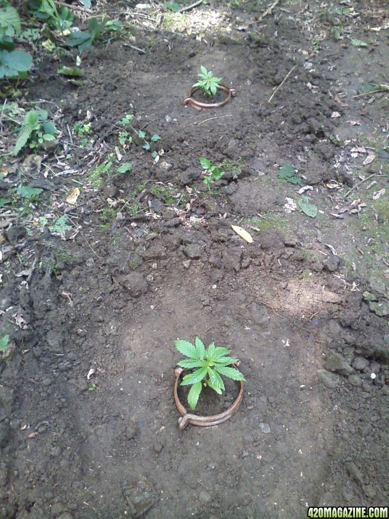 outdoor / guerilla / late veg