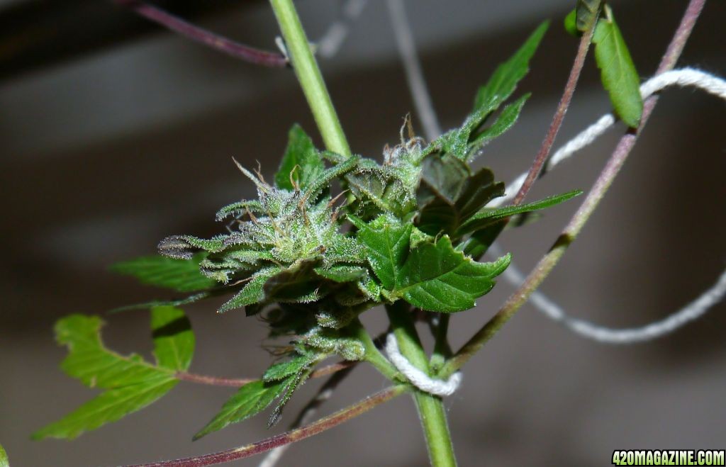 outdoor harvest