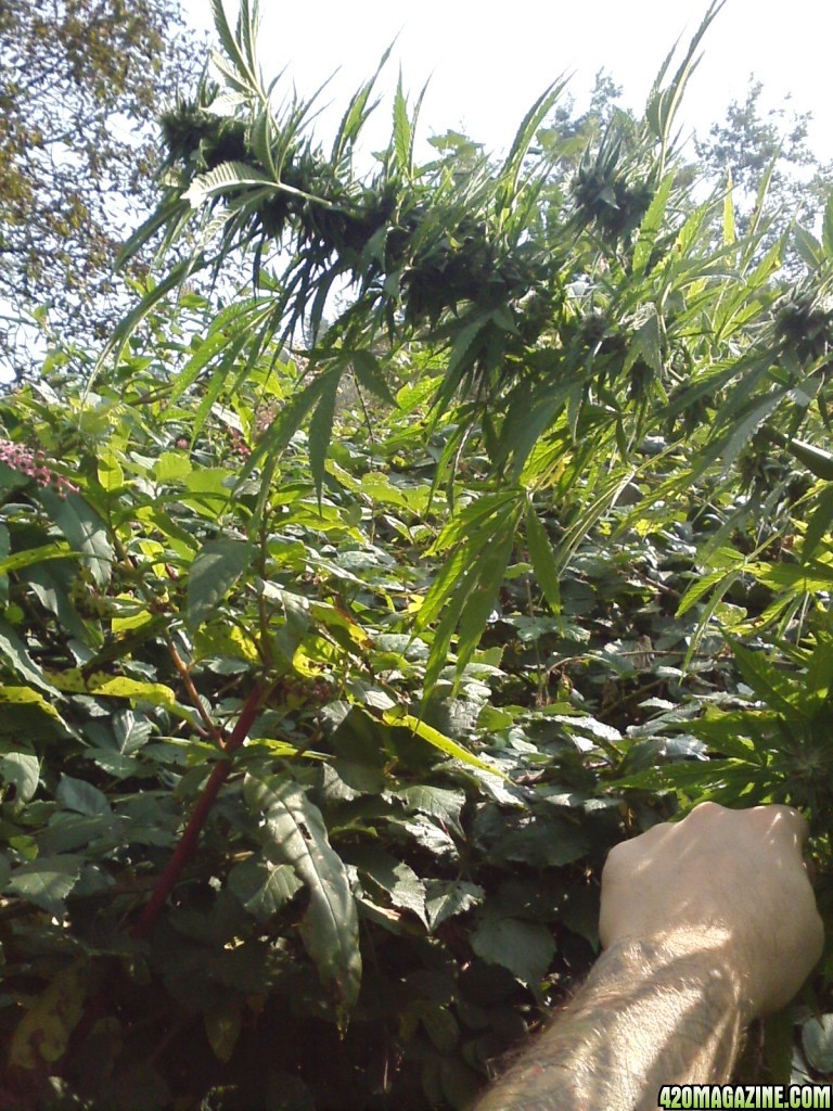 outdoor / Italy / harvest