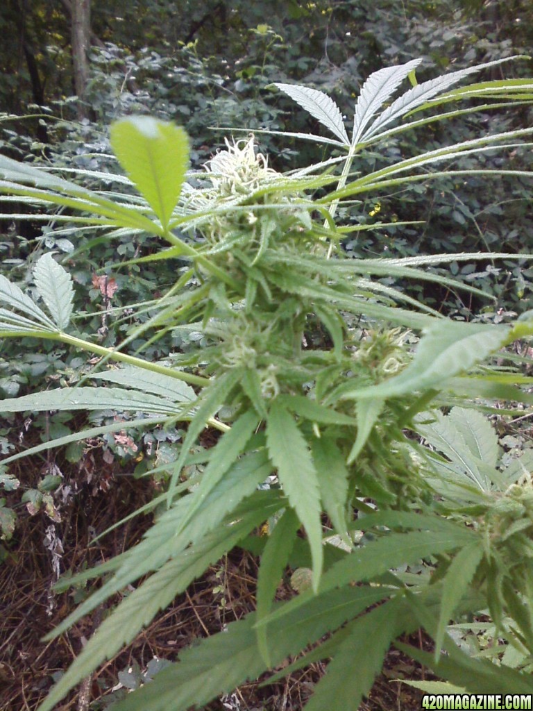 outdoor / Italy / harvest