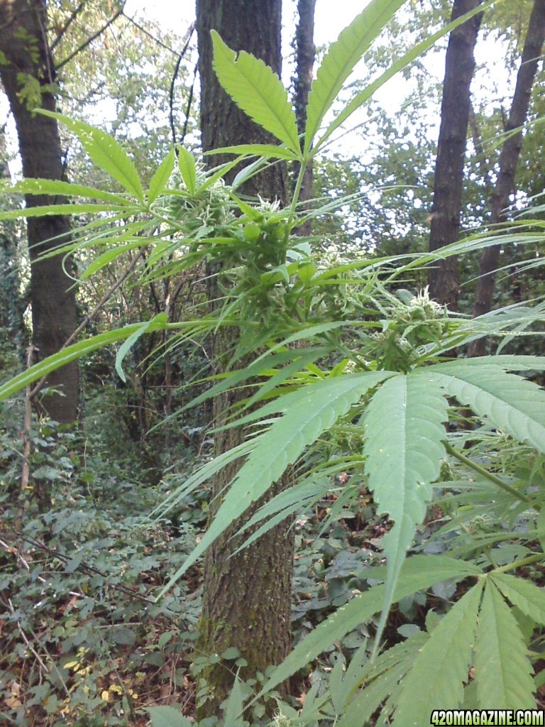 outdoor / Italy / harvest