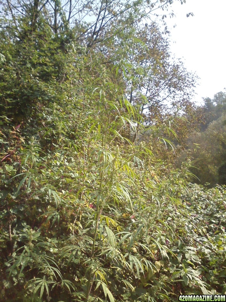 outdoor / Italy / harvest