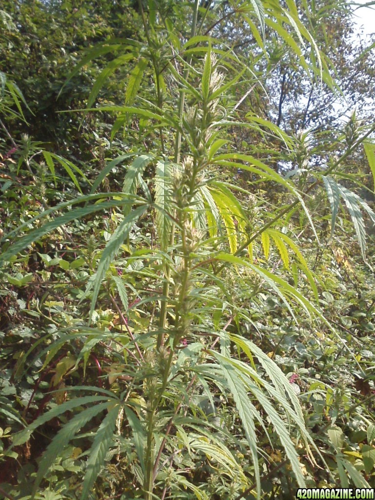 outdoor / Italy / harvest