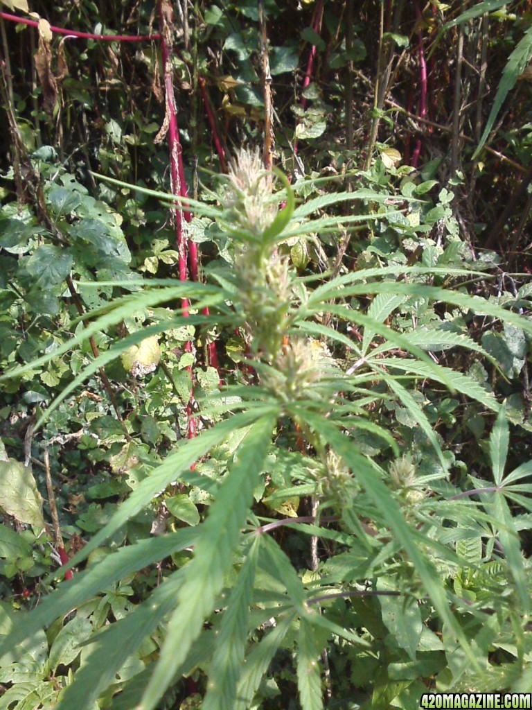 outdoor / Italy / harvest