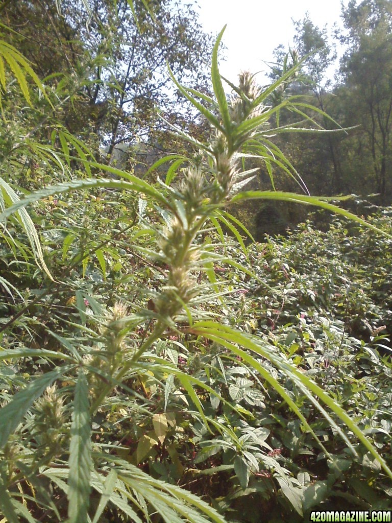 outdoor / Italy / harvest