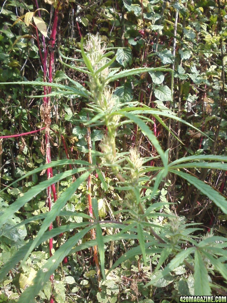 outdoor / Italy / harvest