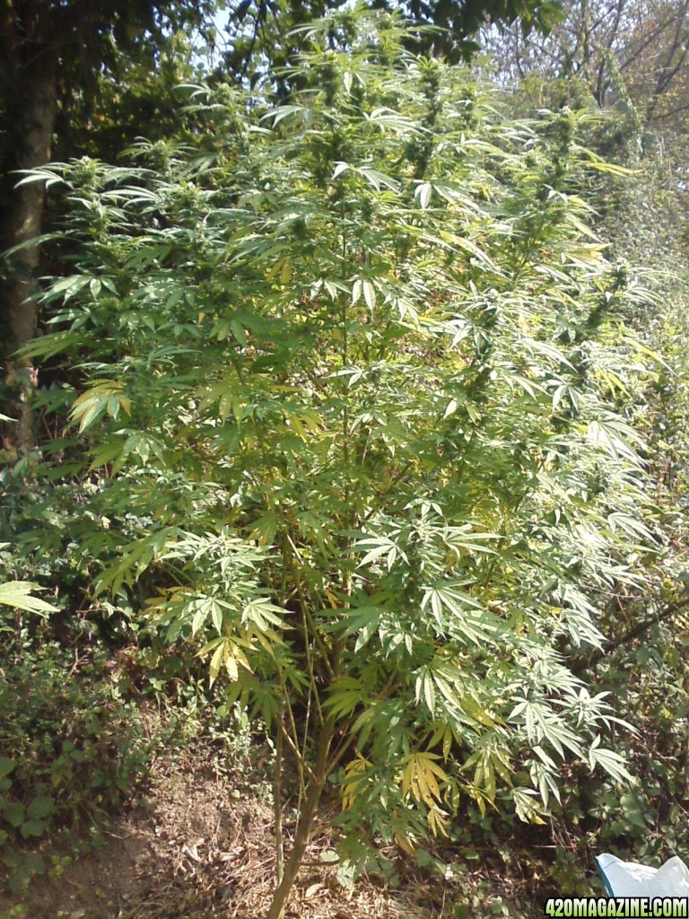 outdoor / Italy / harvest