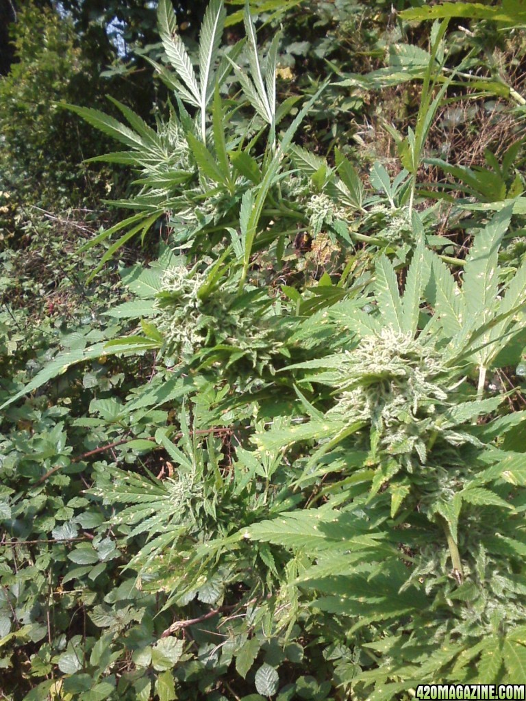 outdoor / Italy / harvest