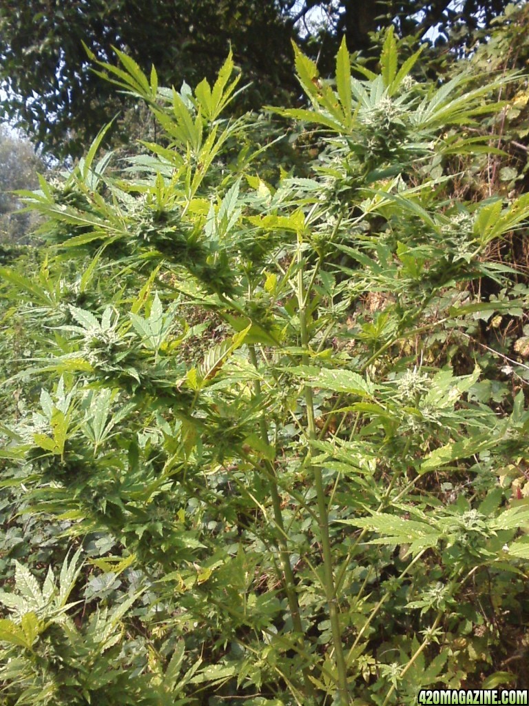 outdoor / Italy / harvest