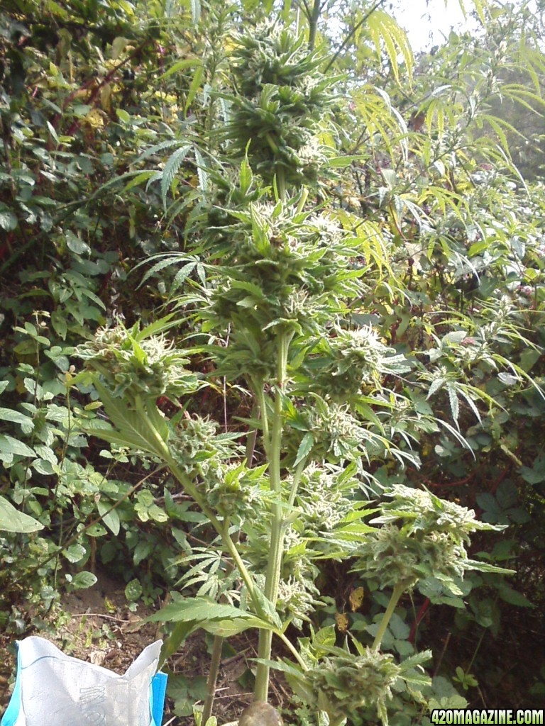 outdoor / Italy / harvest