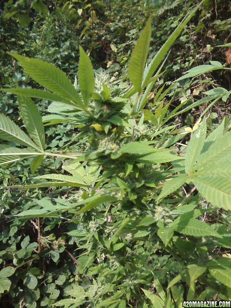 outdoor / Italy / harvest