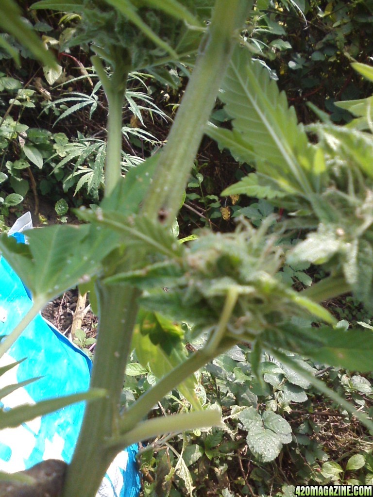 outdoor / Italy / harvest