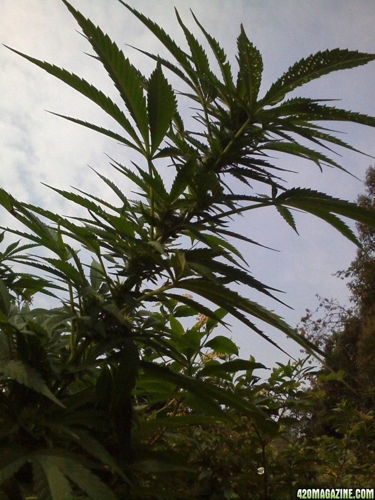 outdoor / Italy / middle flowering