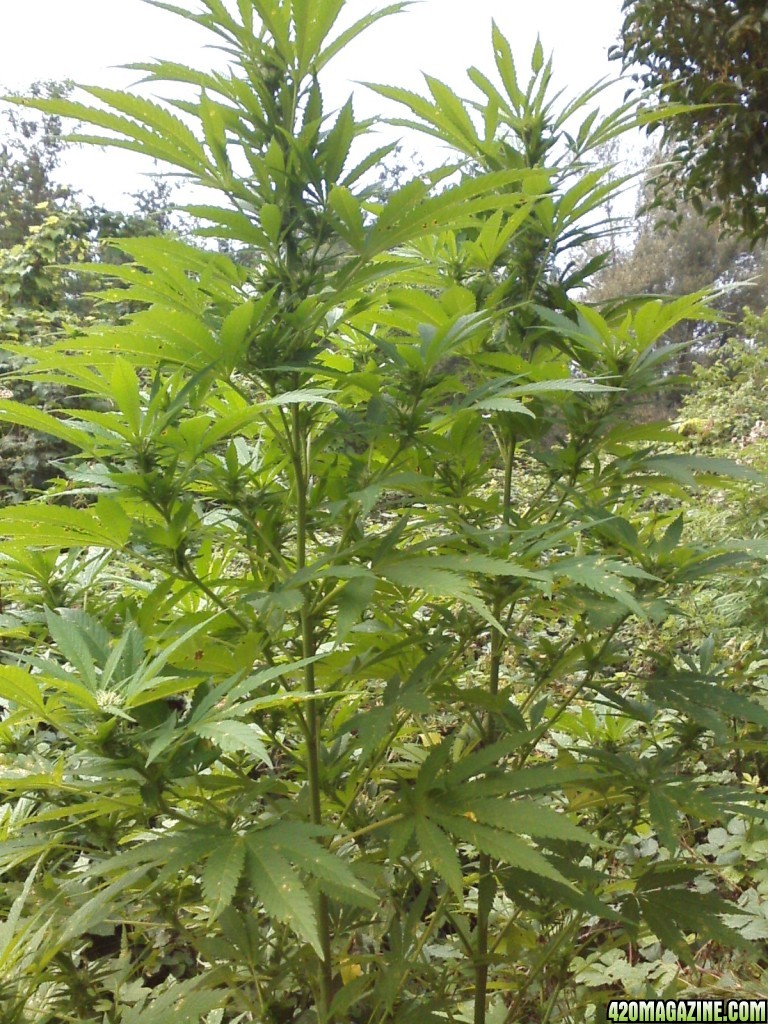 outdoor / Italy / middle flowering