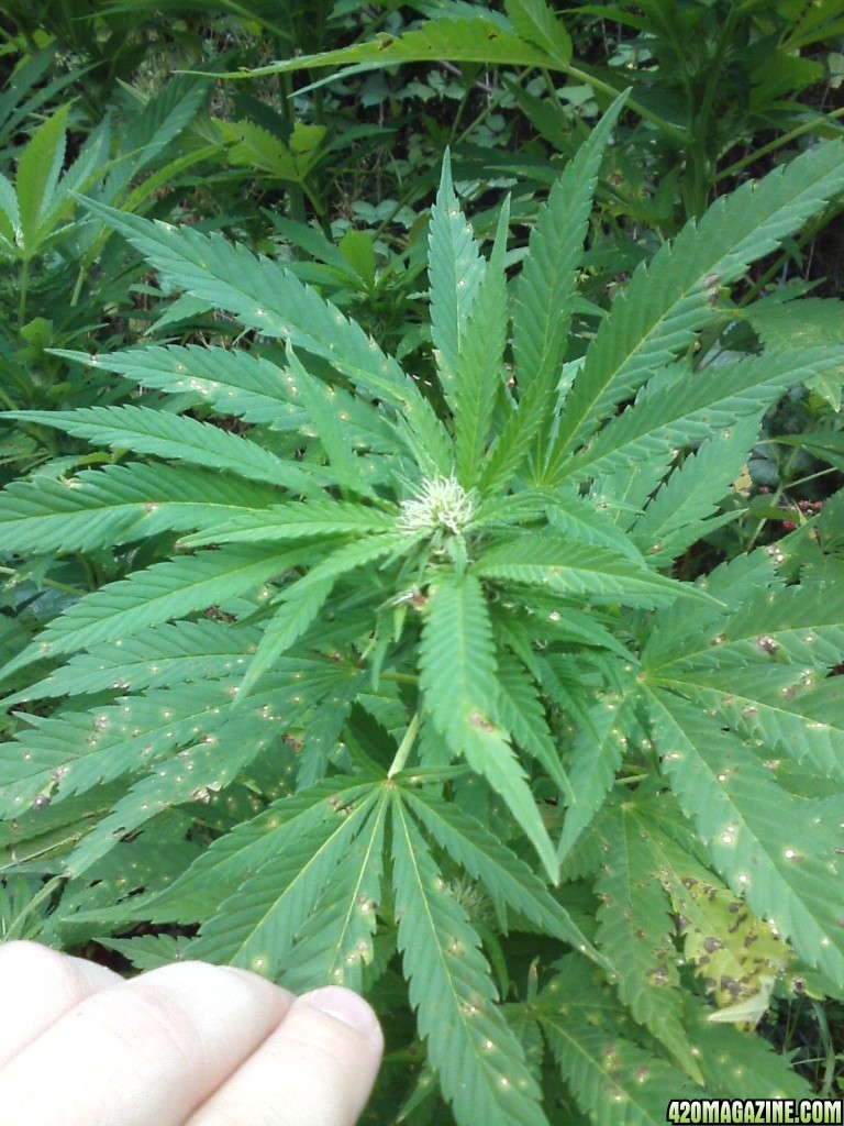 outdoor / Italy / middle flowering