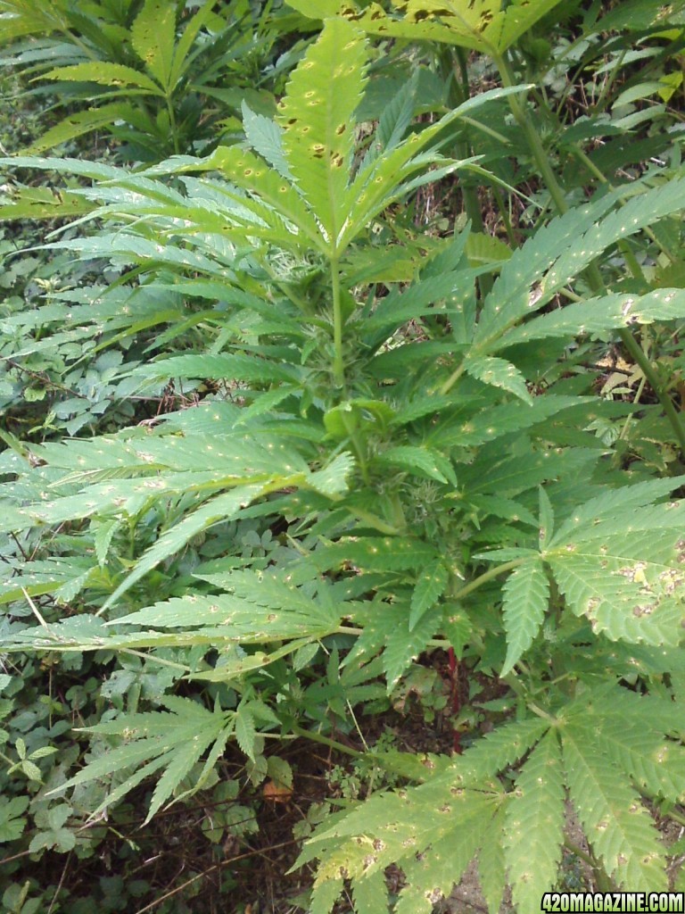 outdoor / Italy / middle flowering