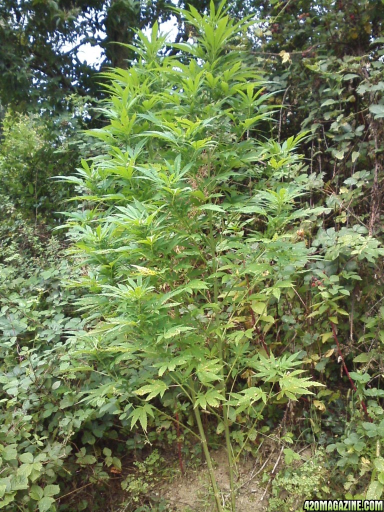 outdoor / Italy / middle flowering