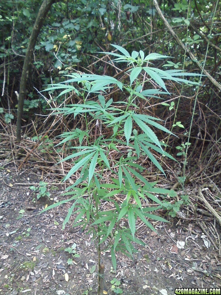 outdoor / Italy / middle flowering