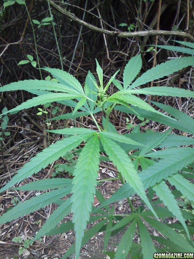 outdoor / Italy / middle flowering