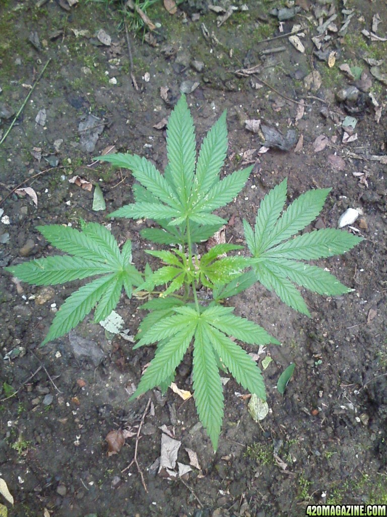 outdoor / Italy / middle flowering