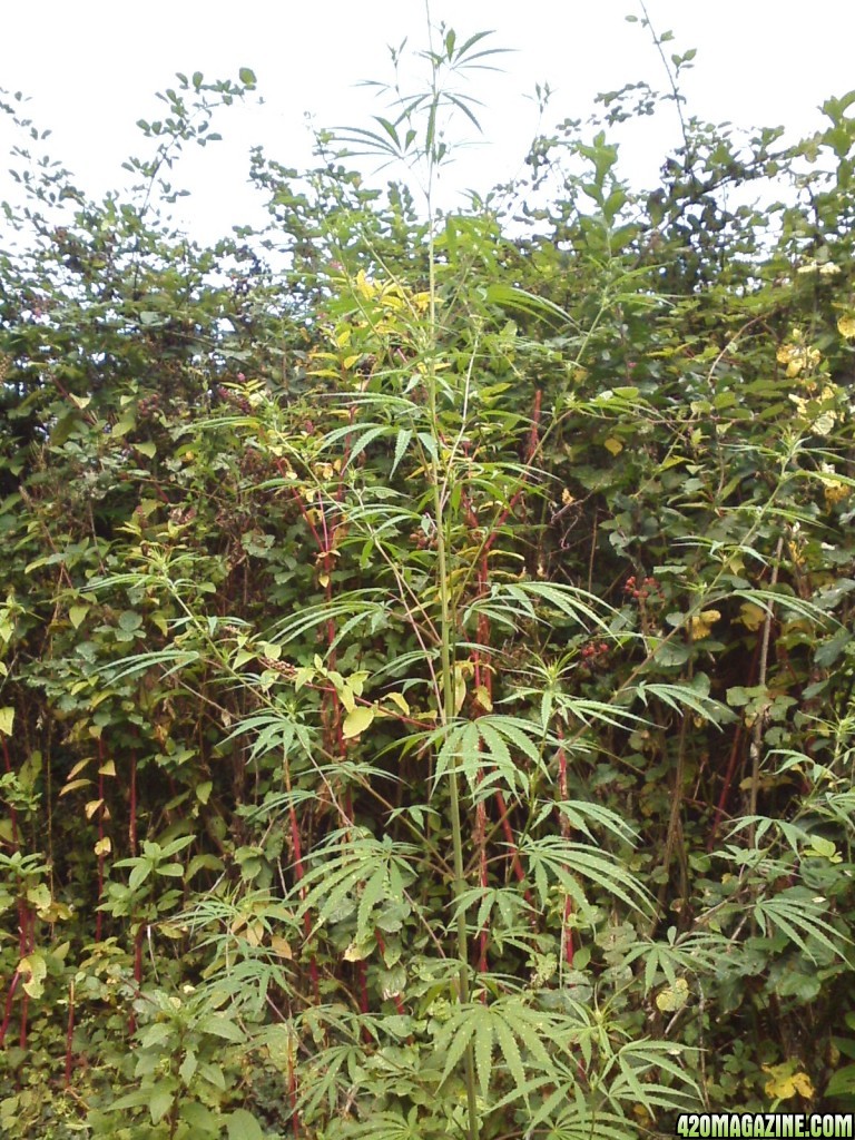 outdoor / Italy / middle flowering