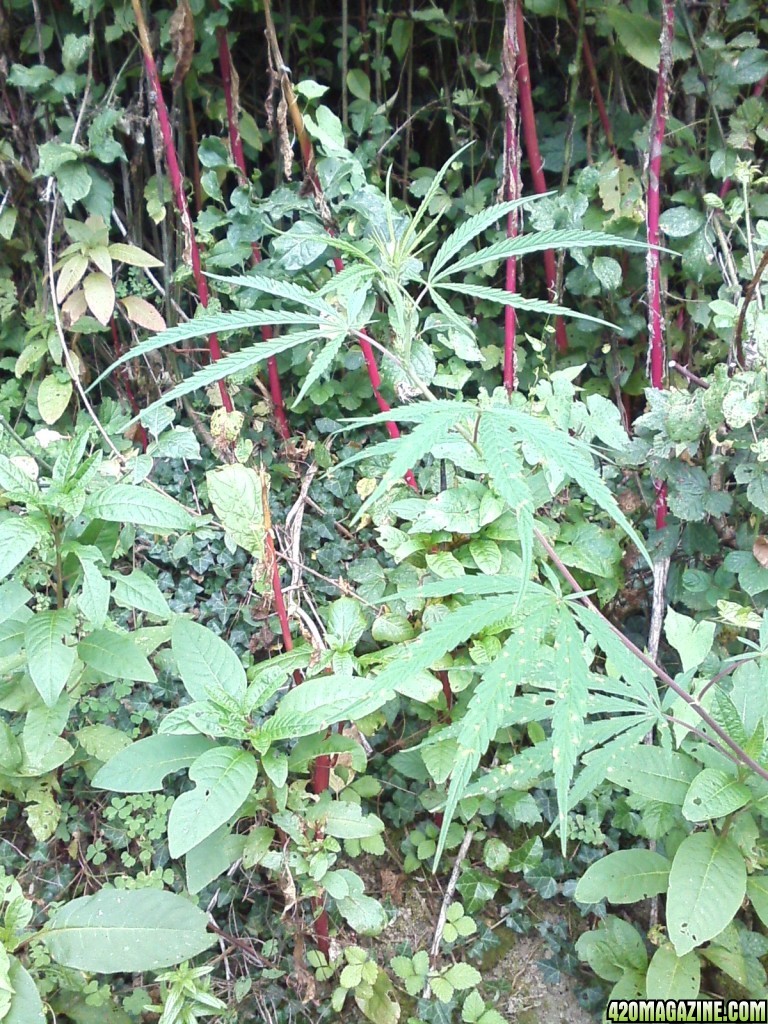 outdoor / Italy / middle flowering