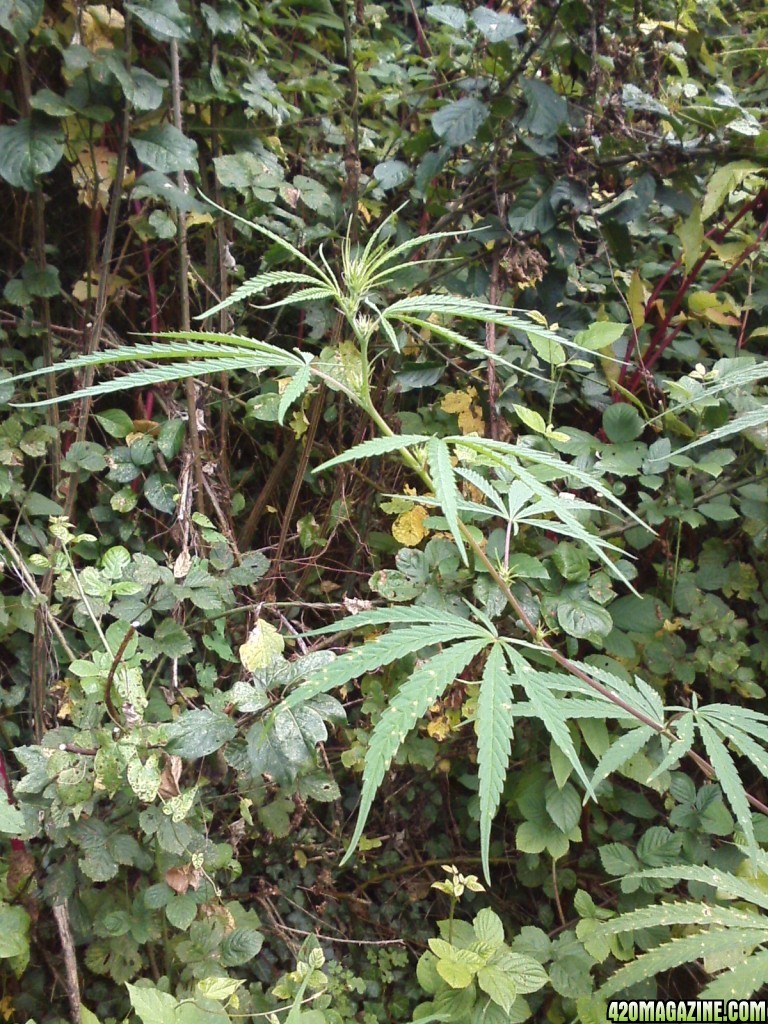 outdoor / Italy / middle flowering