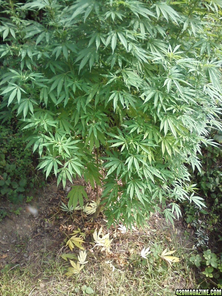 outdoor / Italy / middle flowering