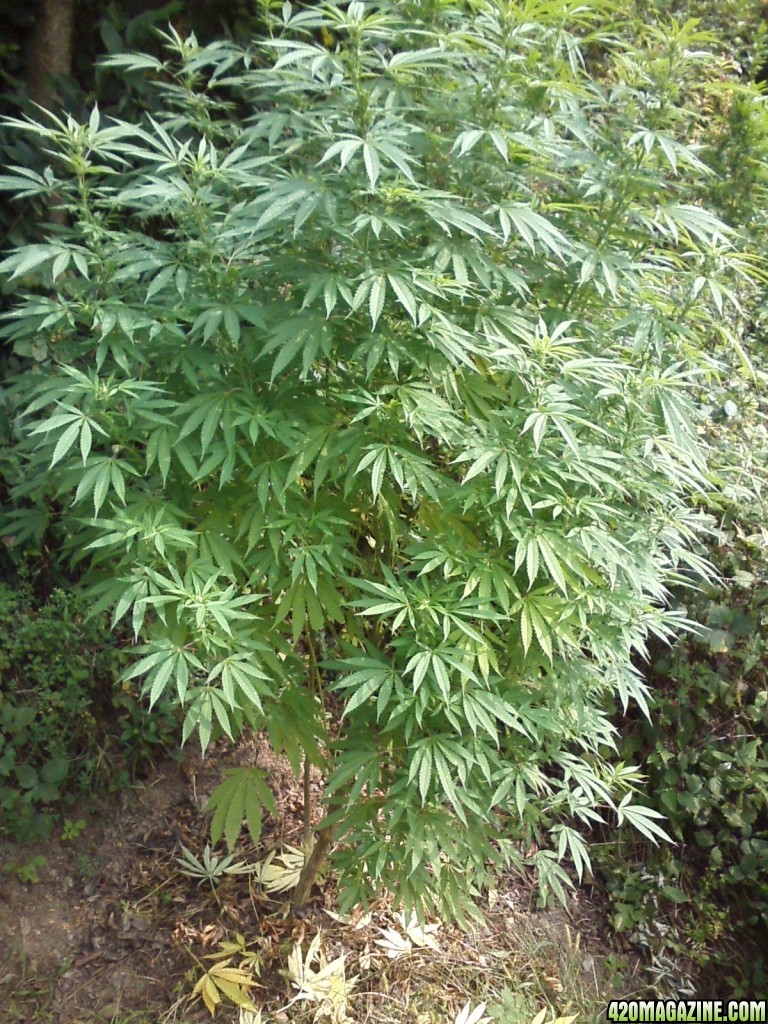 outdoor / Italy / middle flowering