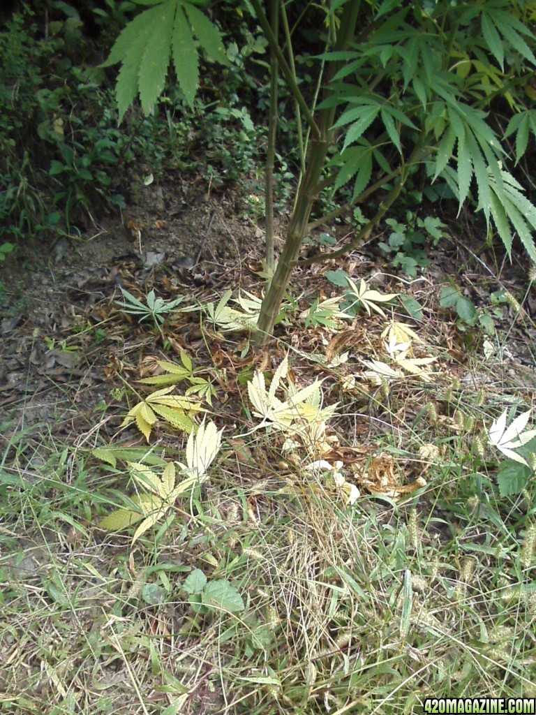 outdoor / Italy / middle flowering