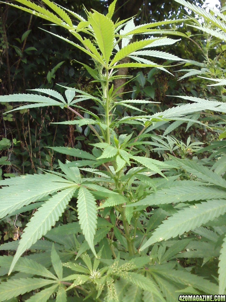 outdoor / Italy / middle flowering