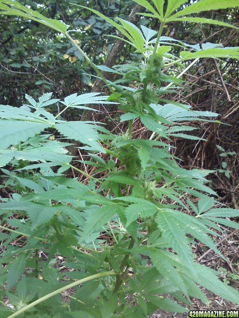 outdoor / Italy / middle flowering