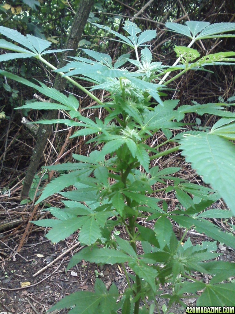 outdoor / Italy / middle flowering