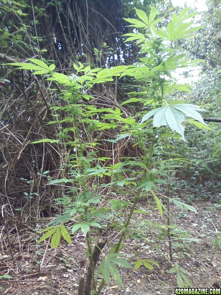 outdoor / Italy / middle flowering