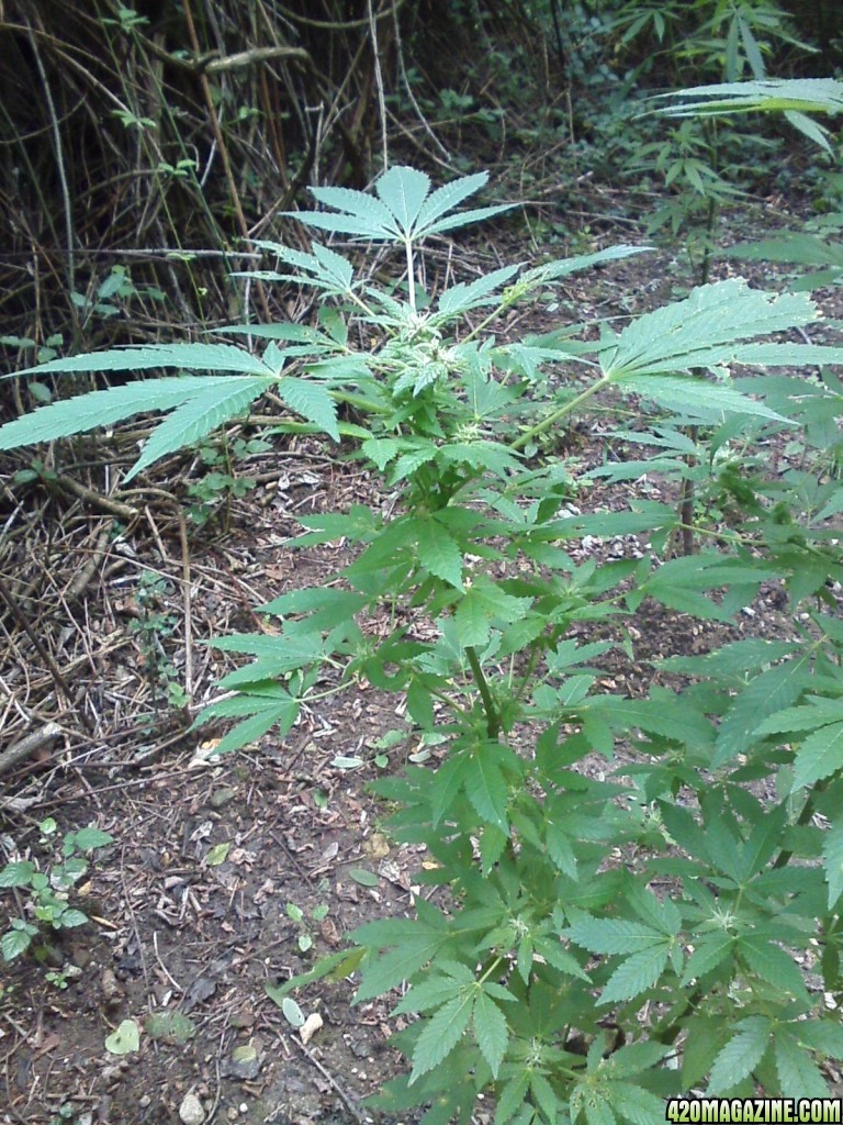 outdoor / Italy / middle flowering