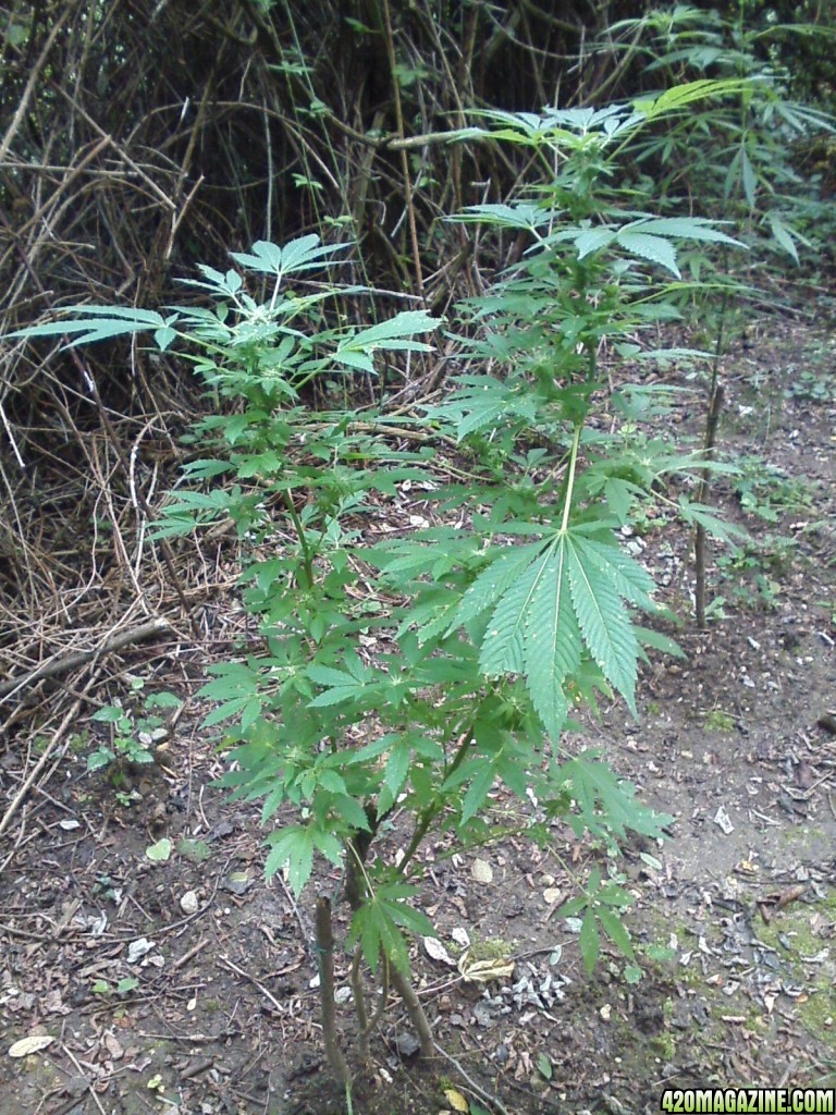 outdoor / Italy / middle flowering