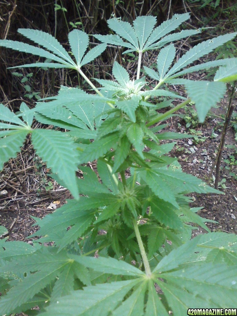 outdoor / Italy / middle flowering