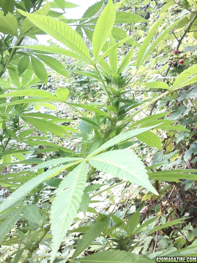 outdoor / Italy / middle flowering