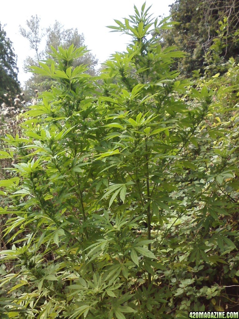 outdoor / Italy / middle flowering