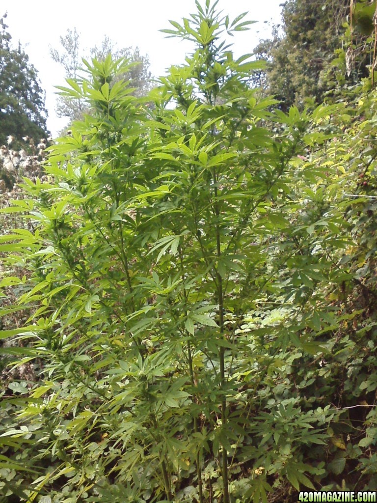 outdoor / Italy / middle flowering