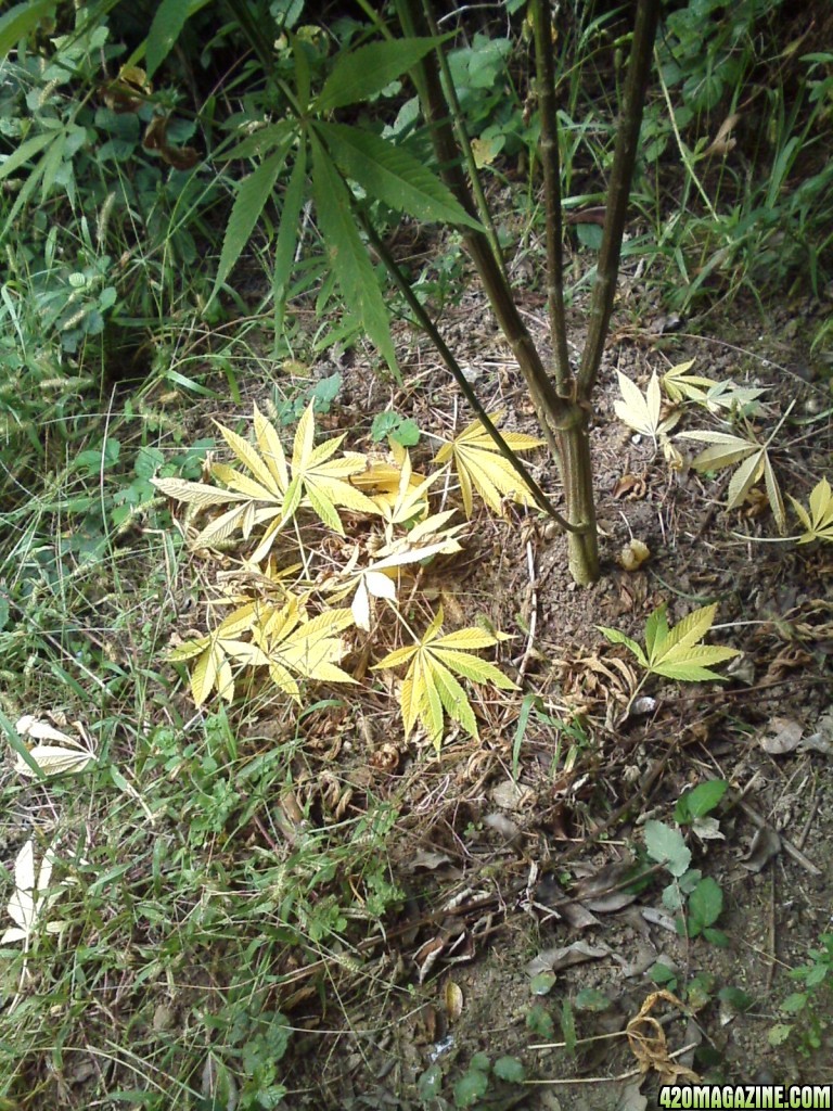 outdoor / Italy / middle flowering