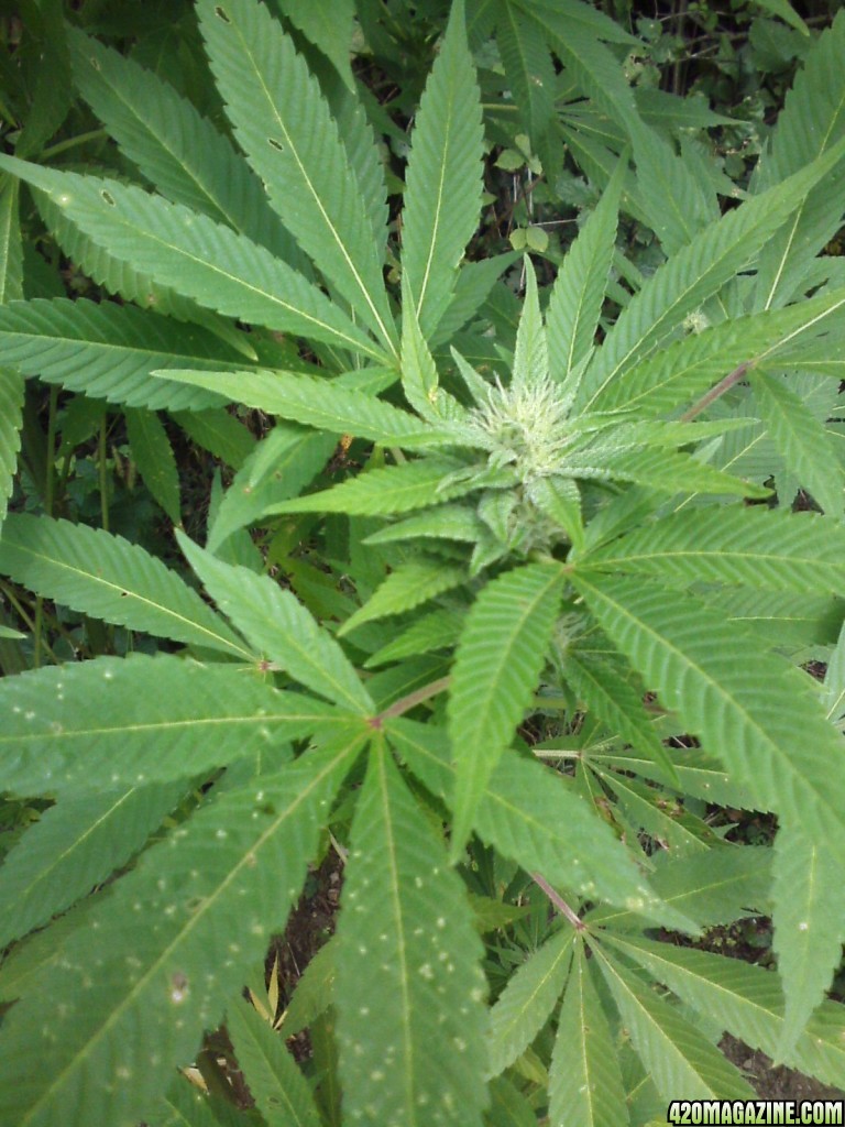 outdoor / Italy / middle flowering