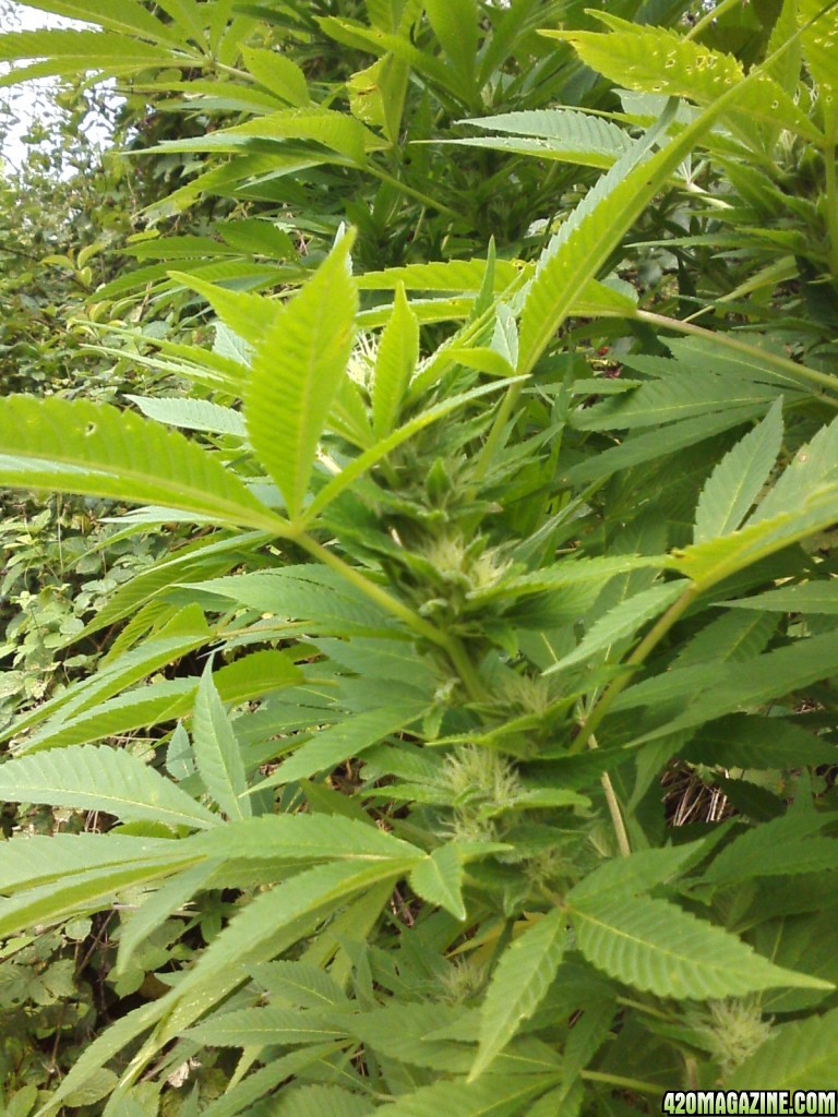 outdoor / Italy / middle flowering