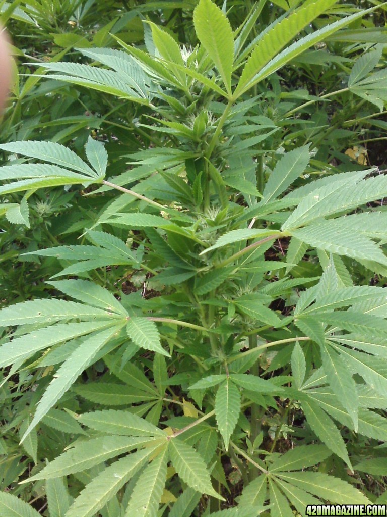 outdoor / Italy / middle flowering